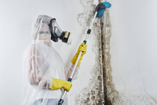 Office Mold Removal Services in Grant, MI