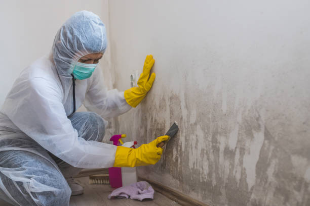 Best Crawl Space Mold Removal  in Grant, MI