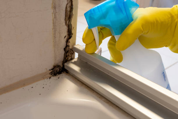 Best Mold Removal and Inspection  in Grant, MI