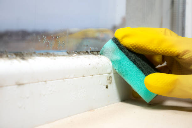 Best Mold Removal Company Near Me  in Grant, MI