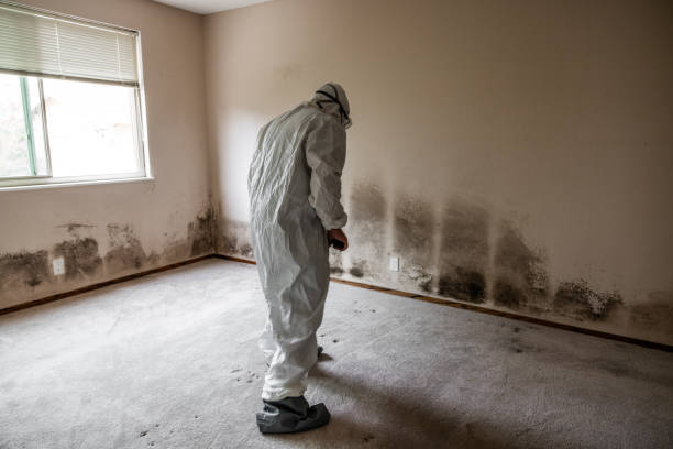 Best Toxic Mold Removal  in Grant, MI