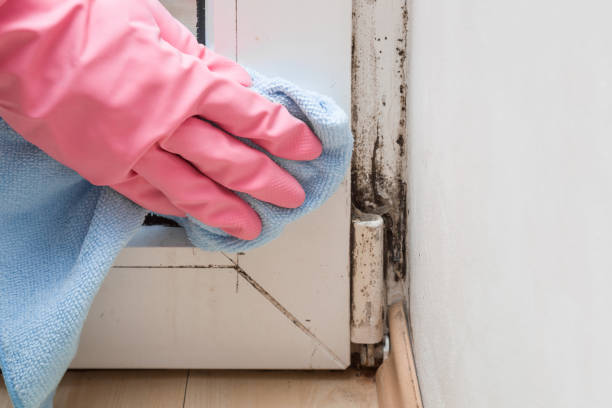 Best Attic Mold Removal  in Grant, MI