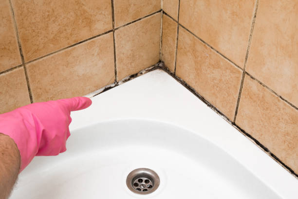 Best Black Mold Removal  in Grant, MI